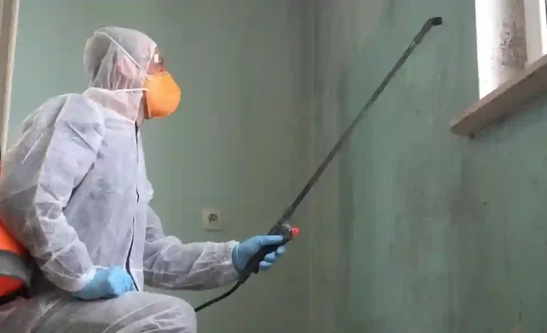 Mould removal Services