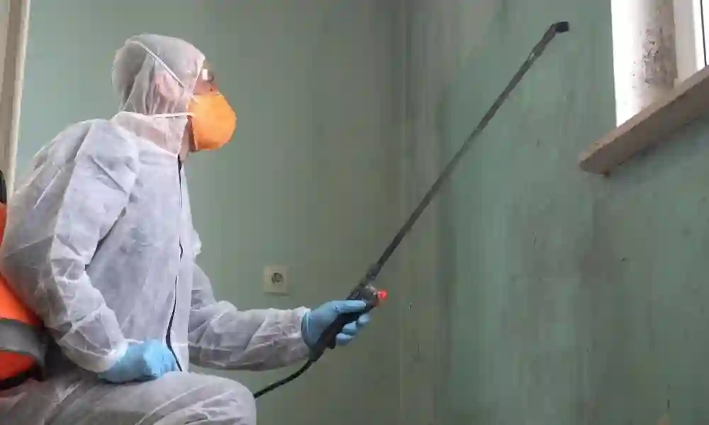 Everything You Must Know About Mould removal Services in Gold Coast